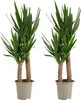 Bloomique - 2er Set - Yucca Elephantipes - Yucca Palme - Produktbild-Vorschau 1
