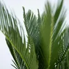 A close-up view of green palm leaves against a white background. Podgląd zdjęcia produktu