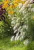 Pennisetum alopecuroides 'Hameln', Lampenputzergras, ca. Produktbild-Vorschau 1