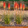 Stauden Gänge 3 x Kniphofia 'Papaya Popsicle' - Orangerote Produktbild-Vorschau 7