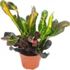 Wunderstrauch - Croton var.  - Codiaeum - 9cm Topf - Produktbild-Vorschau 2