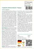 SAFLAX - Tropischer Melonenbaum / Papaya - Carica papaya - Produktbild-Vorschau 3