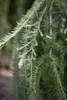 A close-up view of the branches and needles of a weeping larch tree. Produktbild-Vorschau
