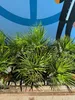 Chamaerops Humilis - europejska palma karłowata - Podgląd zdjęcia produktu 5