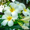 Frangipani Tekuté Hnojivo 2x1 L – 3-4-3 NPK – Pro Plumeria Náhled obrázku produktu 7