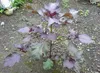 Shiso rosso (Perilla frutescens var. crispa f. purpurea)  - Anteprima dell’immagine prodotto 3