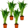 4er Set - Dypsis Lutescens - Goldfruchtpalme - Areca Palme Produktbild-Vorschau 1