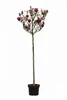 Magnolia soulangiana Genie – Rote Tulpen-Magnolie, Produktbild-Vorschau 1