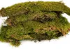 Terrario Shadow Forest Moss - muschio naturale 35x28cm Anteprima dell’immagine prodotto 14