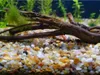 Ghiaia acquario quarzo ambra 2 kg, granulometria 2-3 mm, Anteprima dell’immagine prodotto 7