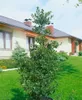 Stechpalme Alaska 10-15 cm, im Topf - Ilex aquifolium, Produktbild-Vorschau 11