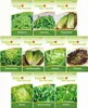 Salatsamen Set - 10 Sorten Samen - Saatgut Sortiment - Produktbild-Vorschau 2