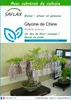 SAFLAX  - Glycine de Chine - 4 graines - Avec substrat - Voir les images du produit 1