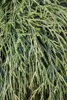 Thuja plicata 'Whipcord', Zwerg-Lebensbaum, grün, 25–30 cm Produktbild-Vorschau 9