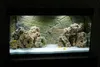 Aquarium Deko Steine Kalkstein 15 kg Mix Rot-Gelb Produktbild-Vorschau 5