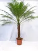 [Palmenlager] - XL Phoenix roebelenii Zwerg-Dattelpalme 160 Produktbild-Vorschau 1