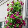 A climbing plant with vibrant purple flowers growing up the side of a building next to a window. Produktbild-Vorschau