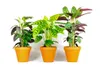 Gardners Calathea Mix, průměr 12 cm Náhled obrázku produktu 1