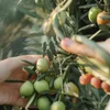 Venta del Barón  Preisgekröntes Premium Natives Extra Produktbild-Vorschau 6