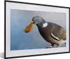 MuchoWow® Gerahmtes Poster Eine verschmitzte Taube mit Produktbild-Vorschau 1
