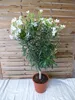 [Palmenlager] - XL Oleander 140 cm -Hochstamm - WEIß - Produktbild-Vorschau 1