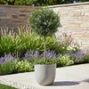 GreenboutiQ - Stamm Pflanze - Rosmarinus officinalis - Produktbild-Vorschau 4
