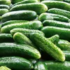 Salat- und Einlegegurke Delikateß Samen - Cucumis sativus - Produktbild-Vorschau 3