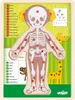 Puzzle "Lidské tělo" - Holka CZ Náhled obrázku produktu 2