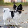 DOGBOSS 100% Natur Kaustab Olivenholz, Größe S (ca. Produktbild-Vorschau 4