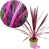 Cordyline australis 'Pink Passion'®, ook wel bekend als Productafbeelding-voorbeeld 1