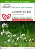 SAFLAX  - Cardamine des prés - 100 graines - Avec substrat Voir les images du produit 1