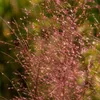 Stauden Gänge 1 x Muhlenbergia capillaris im 1 Liter Topf - Produktbild-Vorschau 7