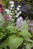 Muskatellersalbei, im Topf - Salvia sclarea Produktbild-Vorschau 8