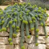 3 x Euphorbia myrsinites (Walzen Wolfsmilch)  - Stauden Produktbild-Vorschau 1