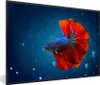 MuchoWow® MuchoWow® Gerahmtes Poster Fisch - Wasser - Rot Produktbild-Vorschau 1