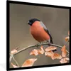 MuchoWow® Gerahmtes Poster Vogel - Laub - Herbst - Gimpel - Produktbild-Vorschau 1