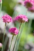 Grasnelke Düsseldorfer Stolz, im Topf - Armeria maritima, Produktbild-Vorschau 4