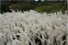 Stauden Gänge 3 x Imperata cylindrica im 1 Liter Topf - Produktbild-Vorschau 1