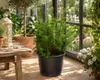 Myrtus communis (struik), circa 50 cm hoog – Echte Productafbeelding-voorbeeld 3