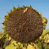 30kg Sonnenblumenkerne Schwarz Vogelfutter Produktbild-Vorschau 2