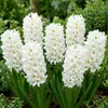 Hyazinthen Zwiebeln Winterhart Mehrjährig White Pearl - 15 Produktbild-Vorschau 1