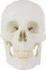 Schädel Anatomie Lebensgroß Modell Skelett Anatomisches Produktbild-Vorschau 3