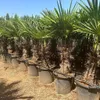 5 Stück XXL Stämme, Palme Trachycarpus fortunei - Produktbild-Vorschau 3