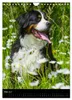 Berner Sennenhund 2027 (Wandkalender 2027 DIN A4 hoch), Produktbild-Vorschau 8