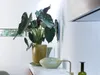 Bloomique - Alocasia Wentii - Elefantenohr - Zimmerpflanzen Produktbild-Vorschau 2