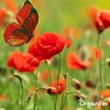 Wildblumenmischung Biodiversität 2 kg = 1000 m² – 62 Arten Produktbild-Vorschau 8