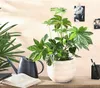 Dehner Zimmeraralie, Fatsia japonica, Zimmerpflanze mit Produktbild-Vorschau 3