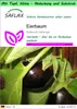 SAFLAX Garden to go - Eierbaum - Solanum melonga - 20 Samen Produktbild-Vorschau 1
