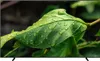A close-up of a green leaf with water droplets on it. Produktbild-Vorschau