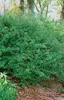 Rote Heckenkirsche 60-100 cm, im Topf - Lonicera xylosteum Produktbild-Vorschau 6